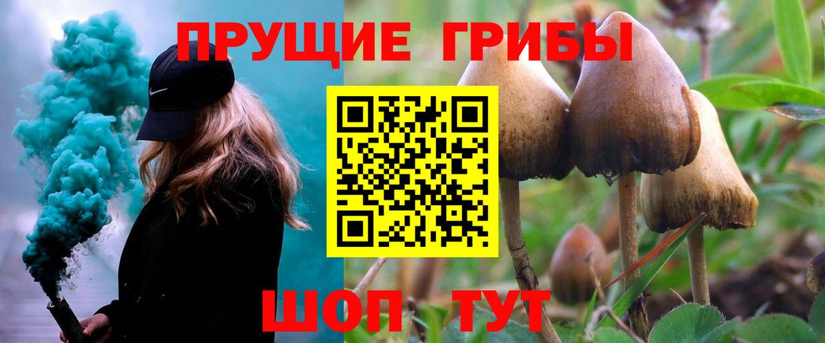 Галлюциногенные грибы Psilocybe Лысьва